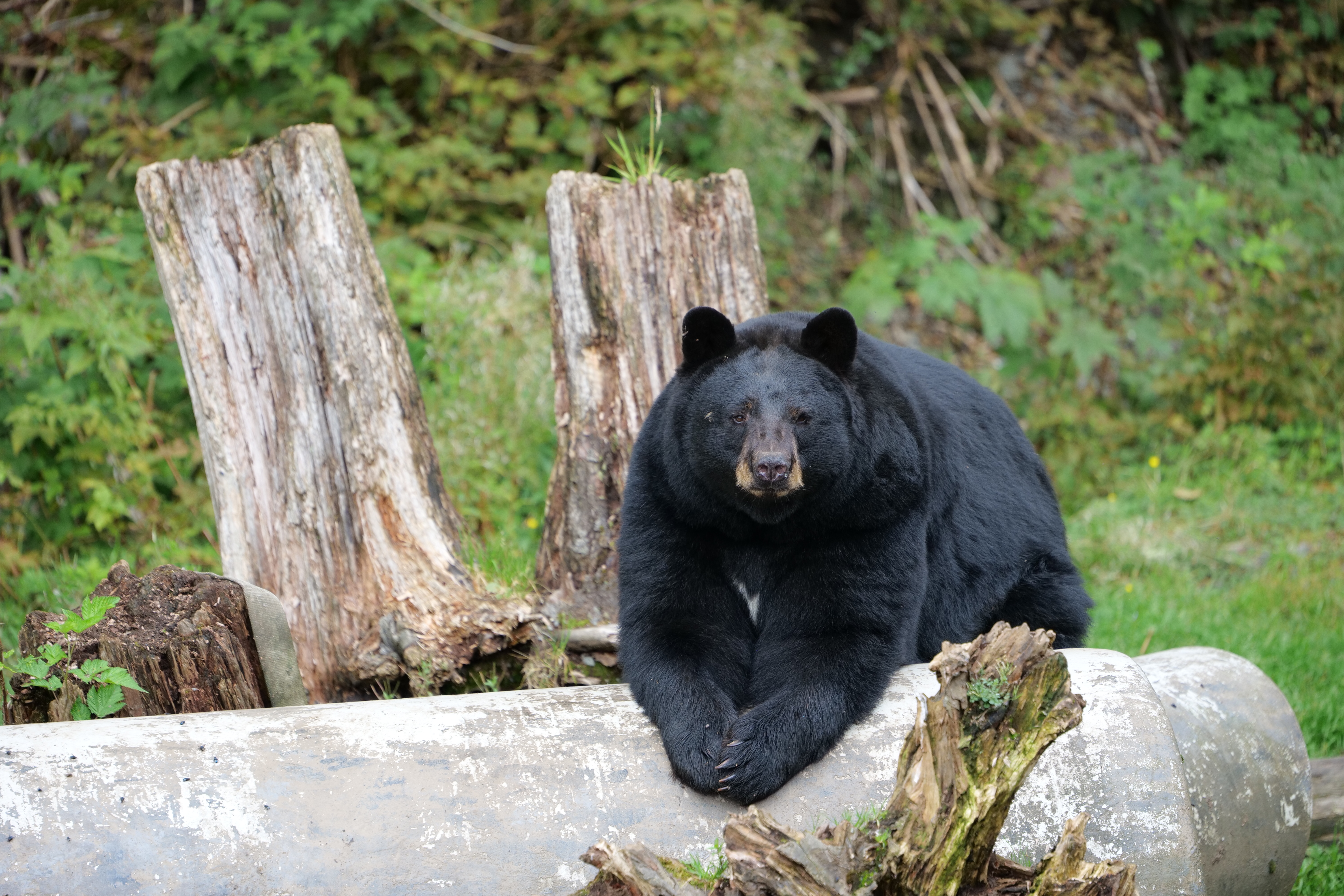 Black Bear
