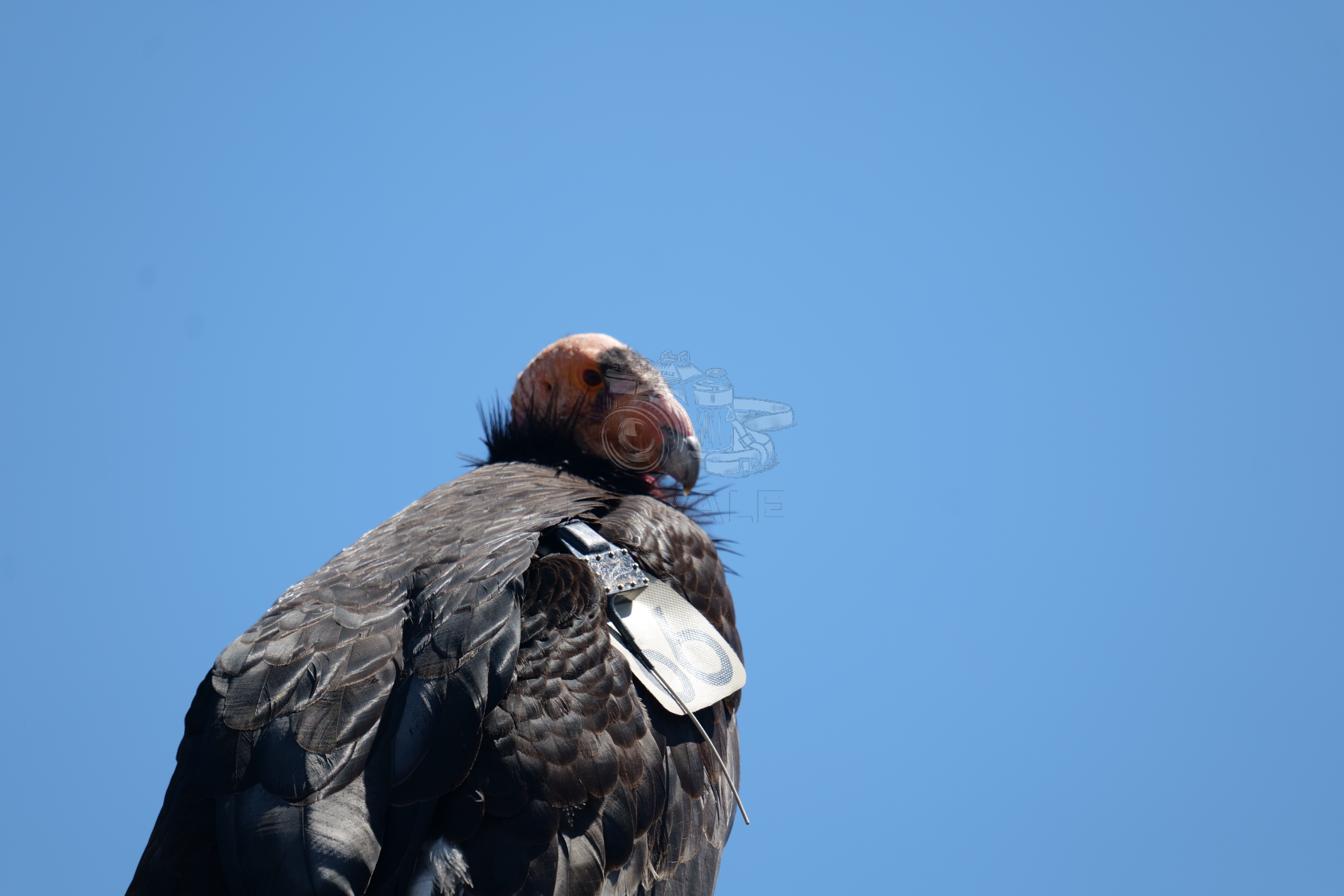 California Condor