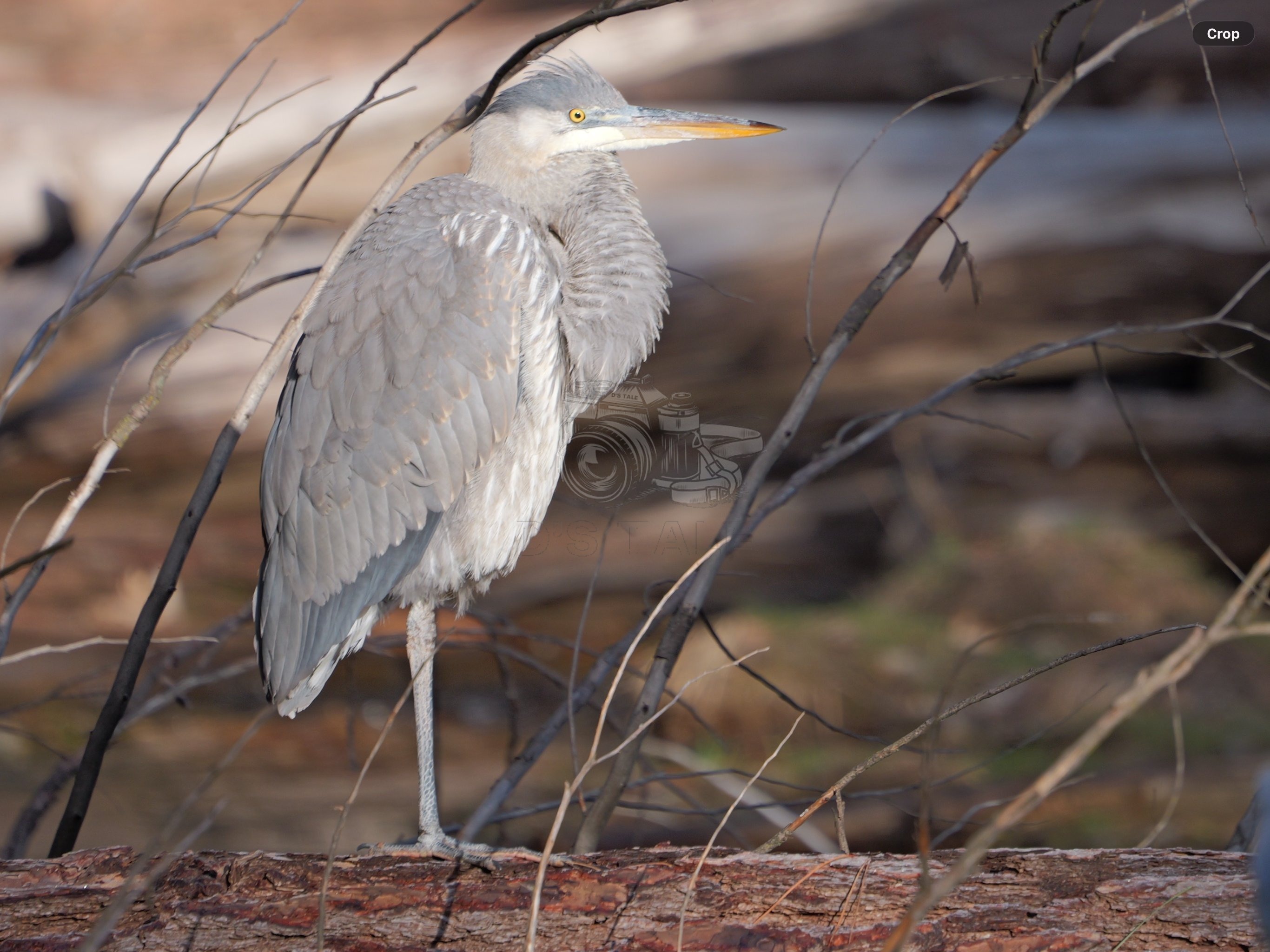 Great Blue Heron