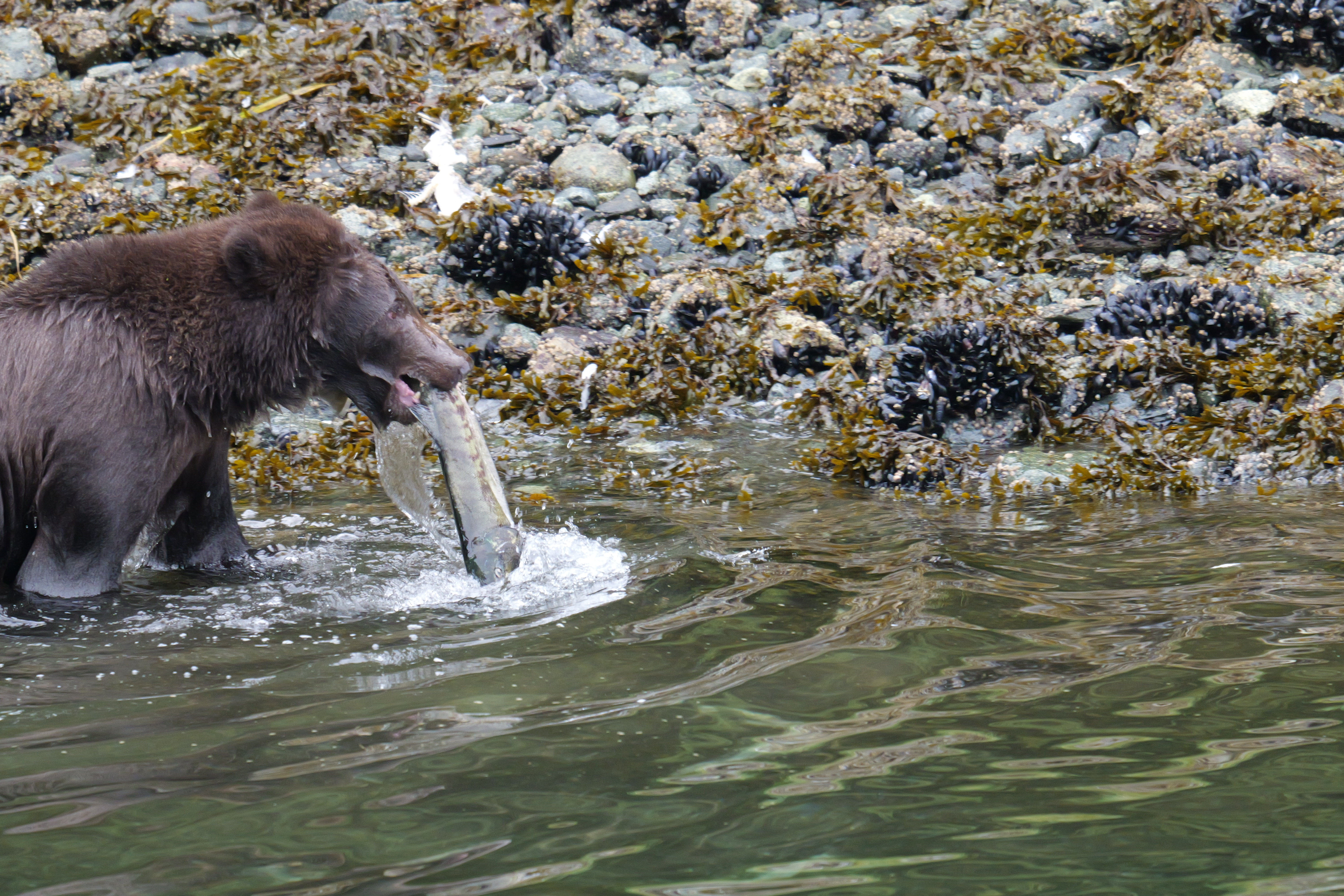 Grizzly Bear Catching Salmon