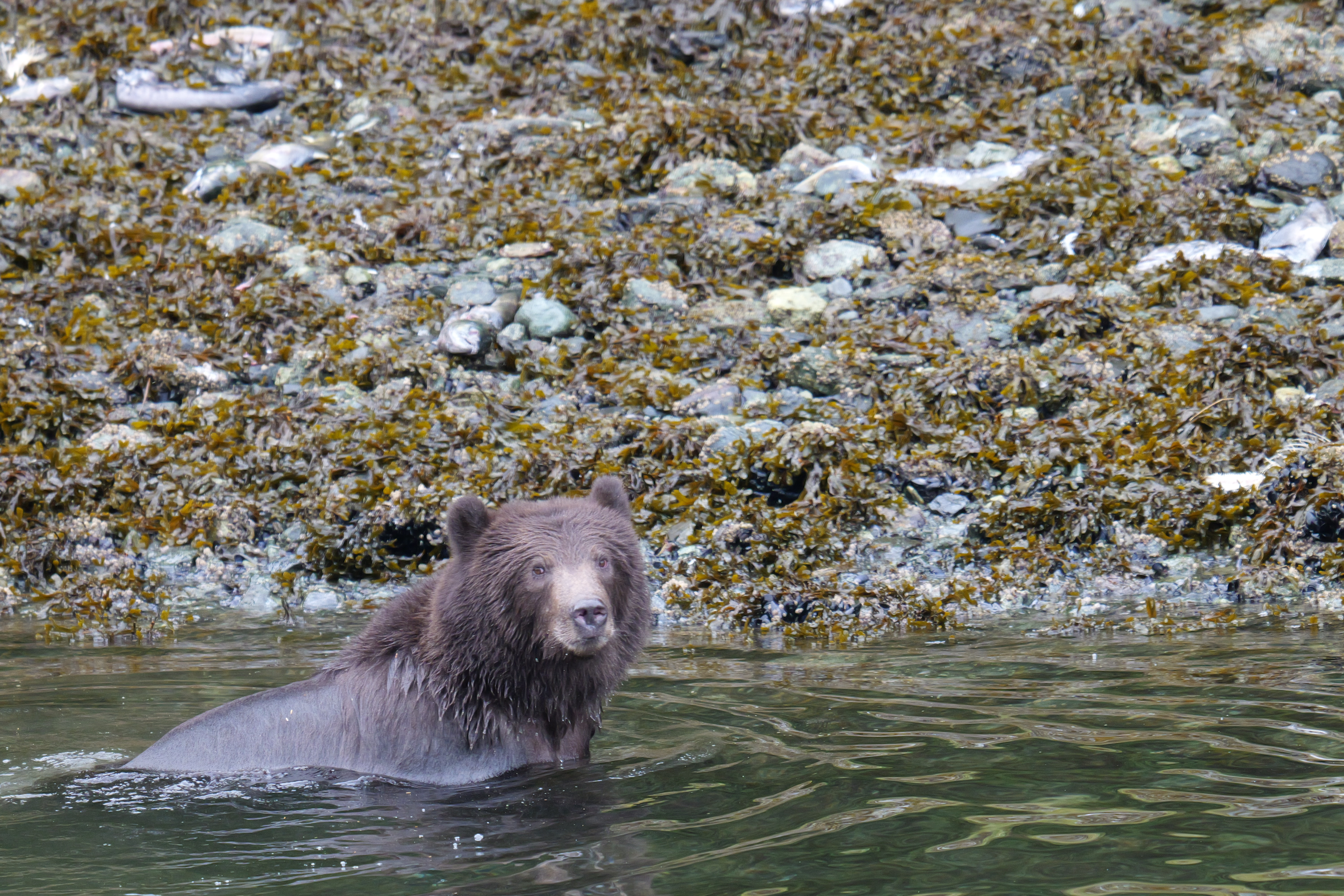 Grizzly Bear Swimming