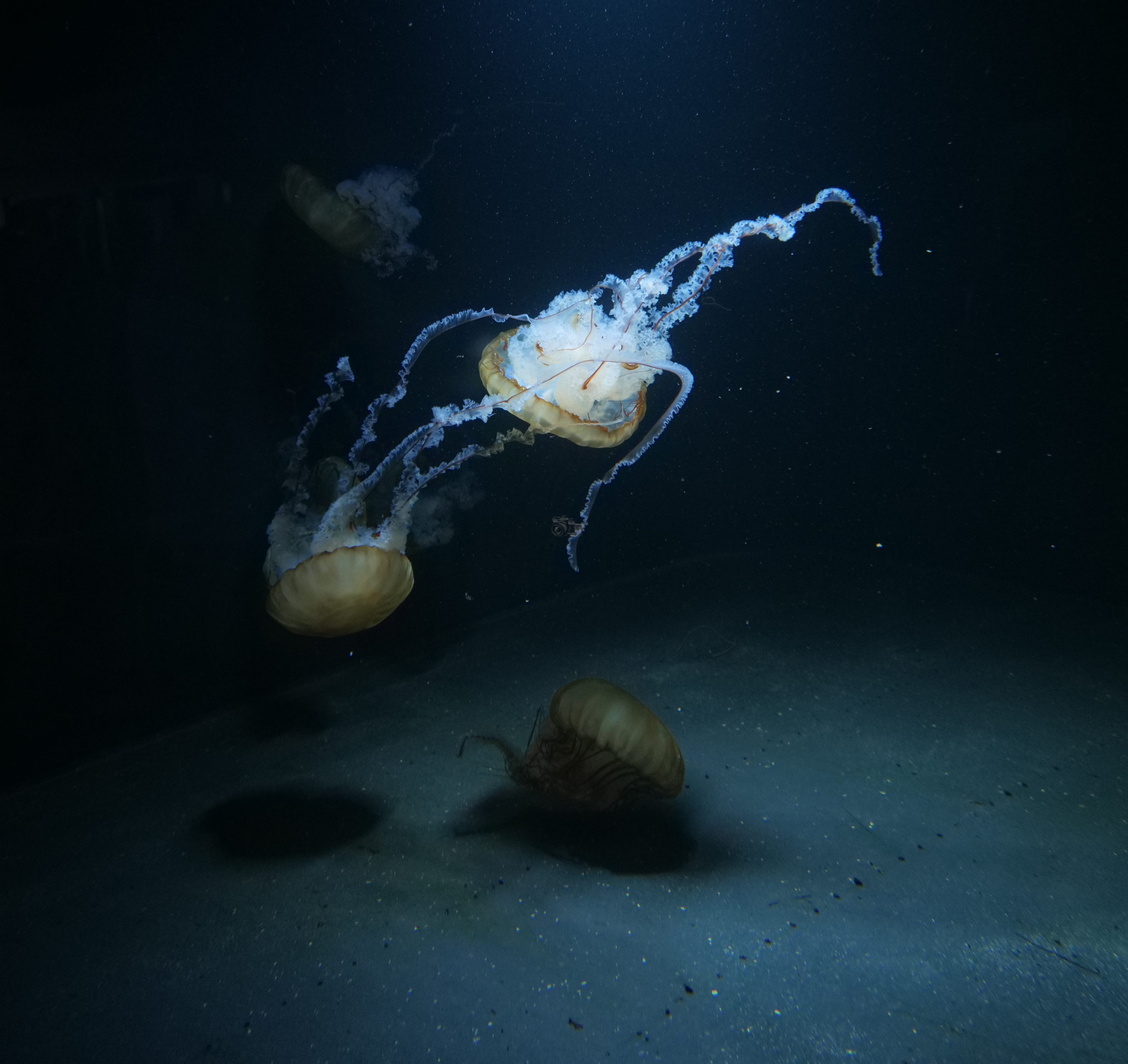 Jellyfish