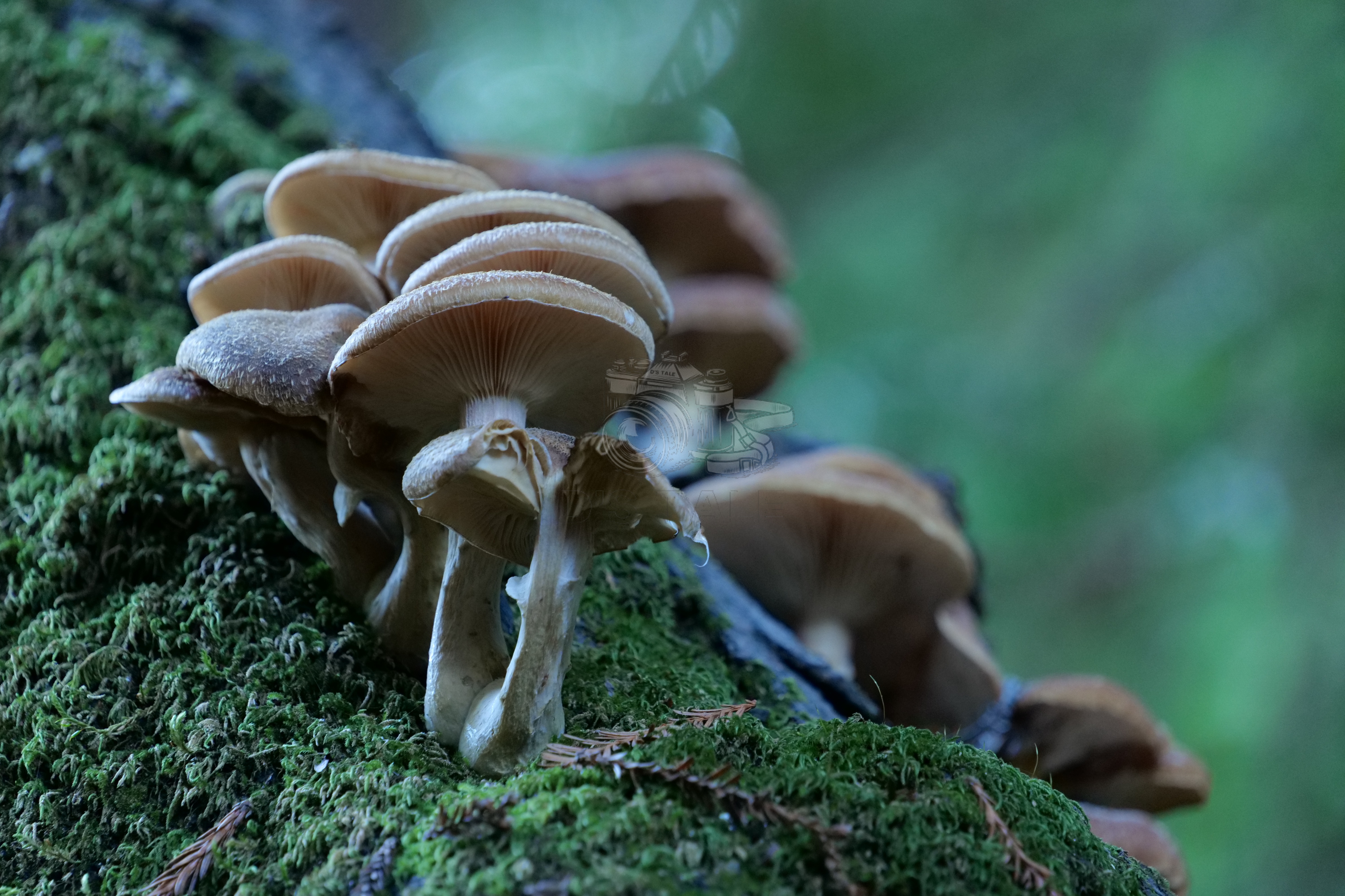 Mushrooms on Mossy Log