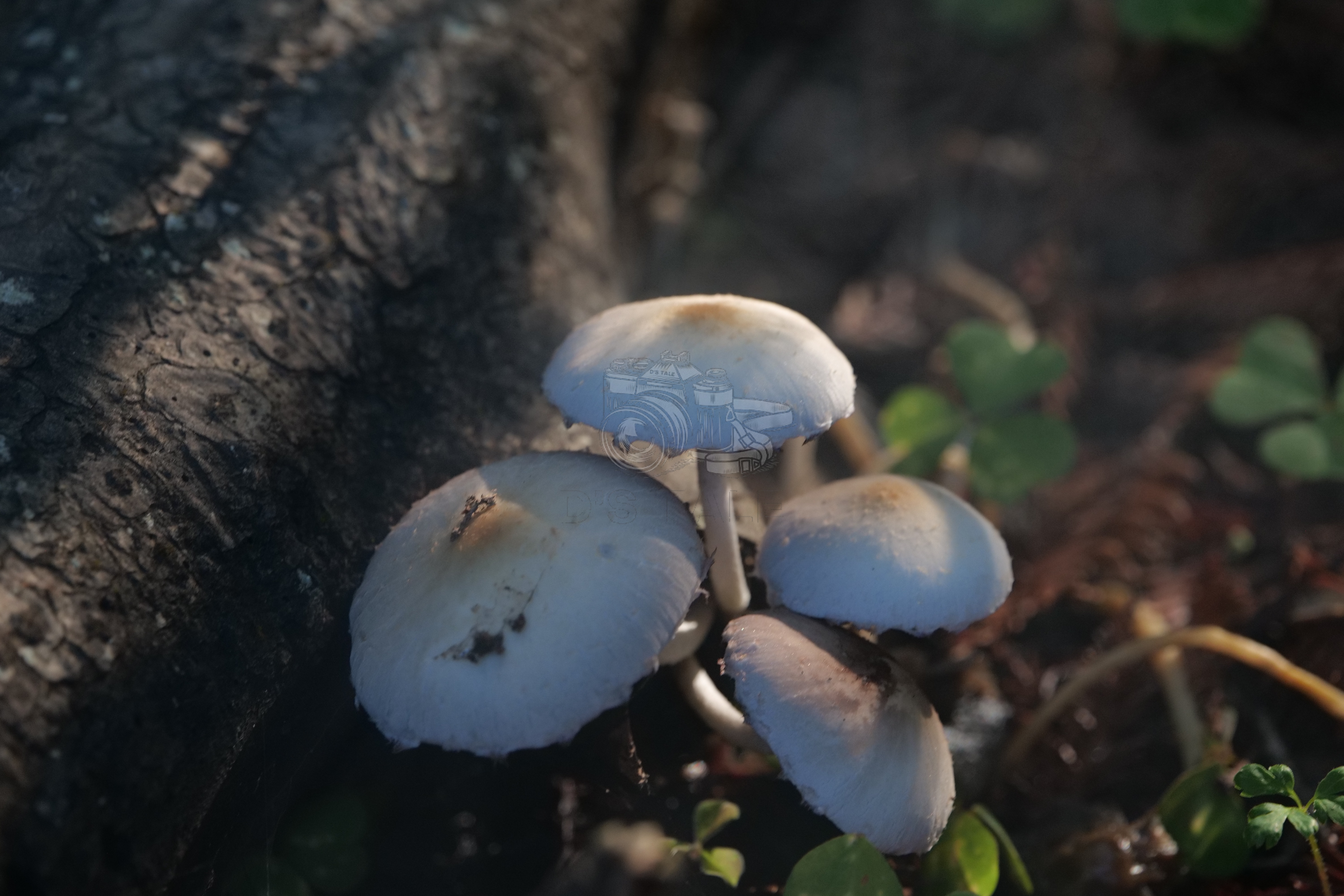 White Forest Mushrooms