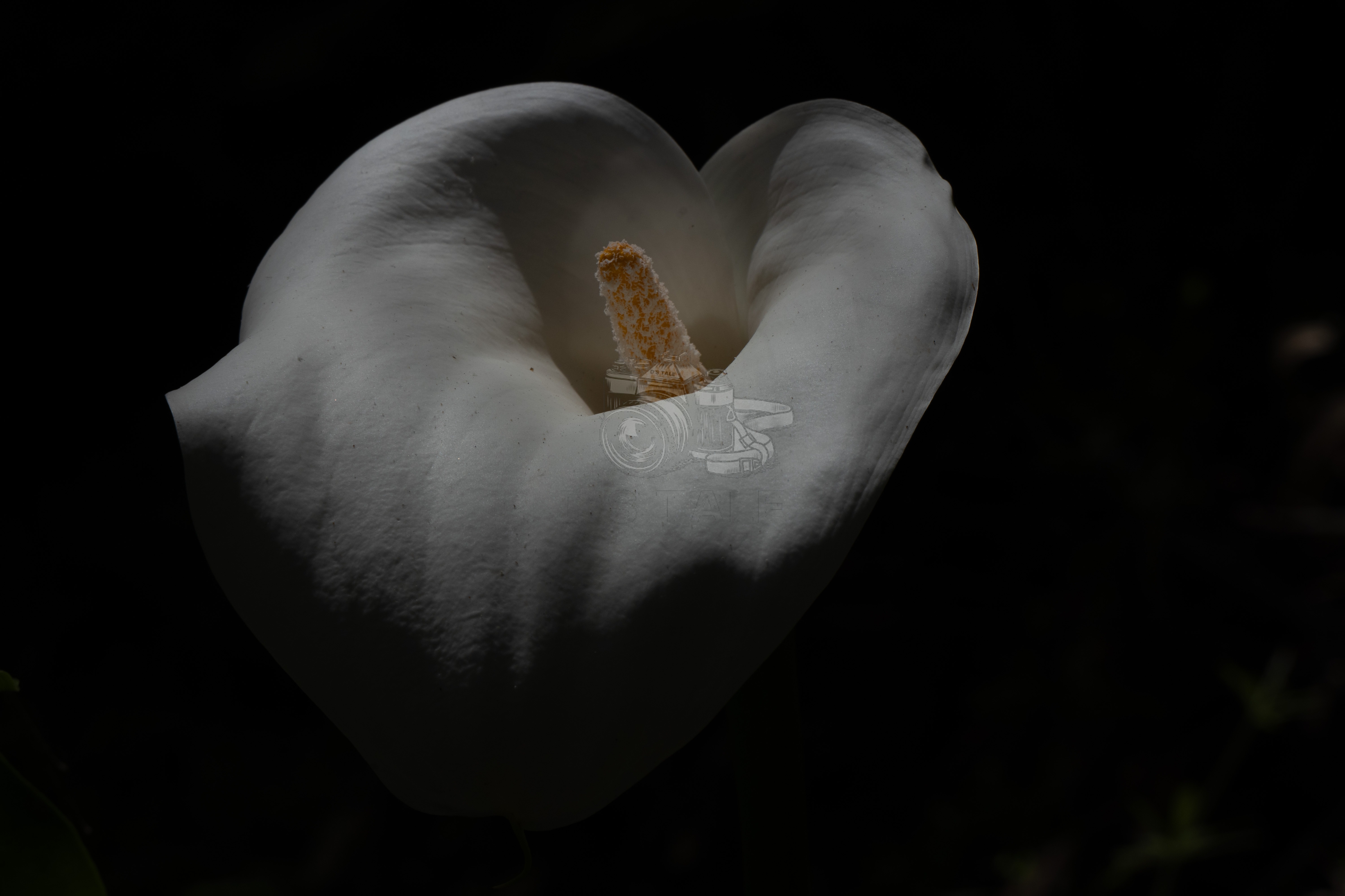 Calla Lily