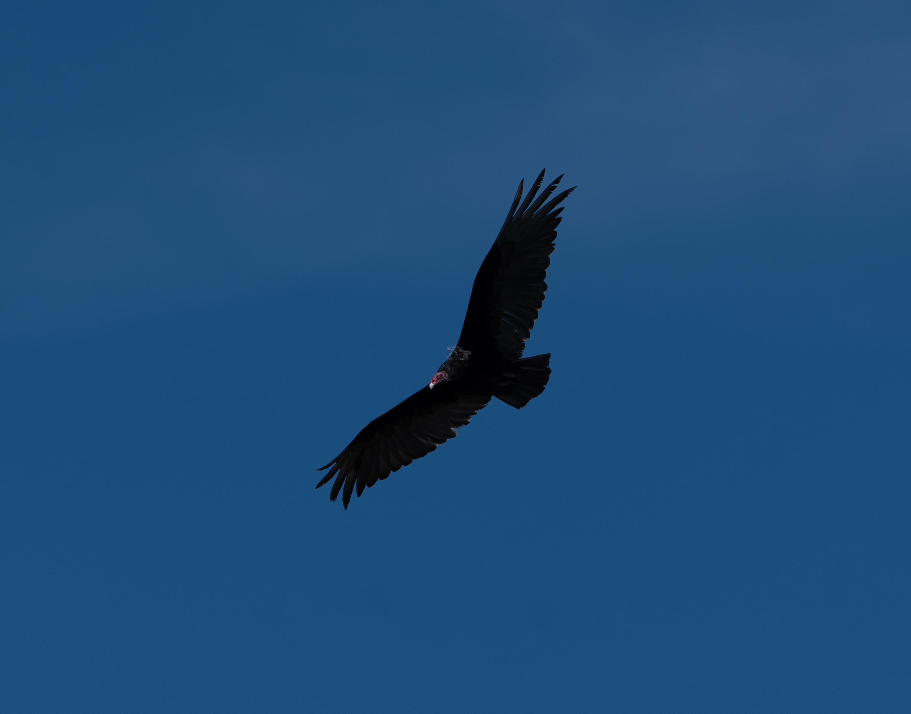 California Condor in Flight
