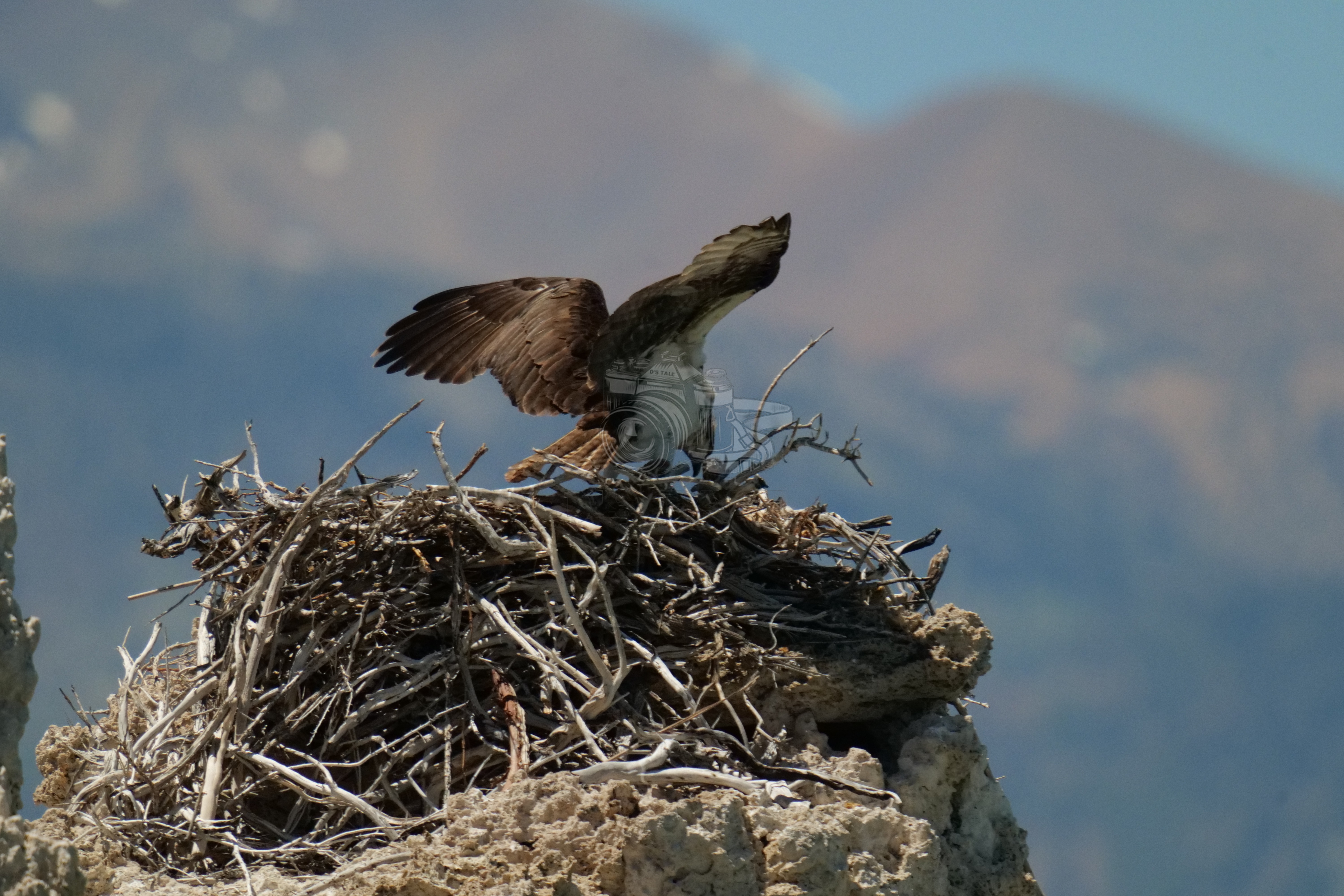 Osprey at Nest
